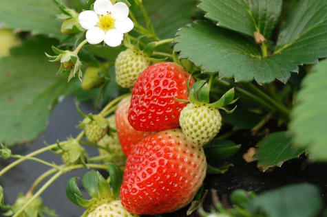 草莓出现裂口是怎么回事 要如何预防草莓裂口