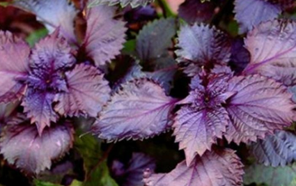 如何种植好紫苏 紫苏需要怎么养殖