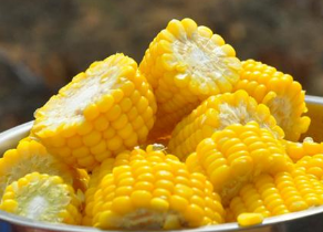 水果玉米栽培技术四要点分析 水果玉米种植过程