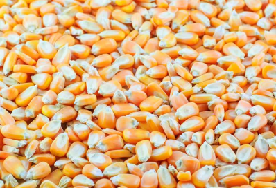 玉米出苗不全的的原因是什么