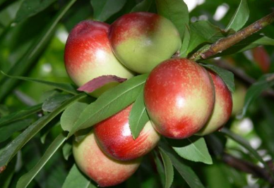 油桃的繁殖方法及种植要点