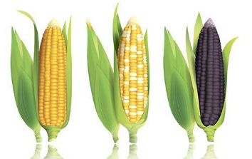玉米生长中后期如何管理 玉米养殖需要注意什么