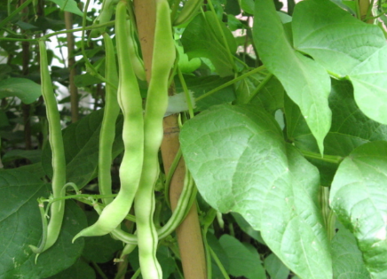 豆角多坐荚的种植管理方法 豆角养殖技巧