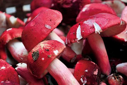 想要种植好红菇需要注意什么 蘑菇养殖方法总结