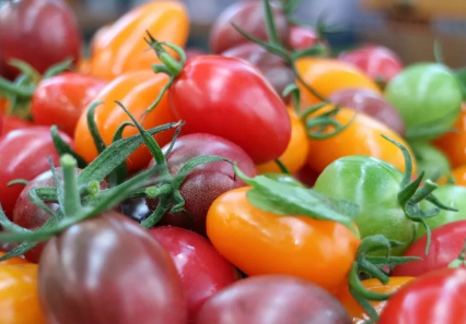 家庭七彩小番茄种植高产优质管理技术 养殖方法有哪些