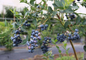 蓝莓苗要怎么种植和养护