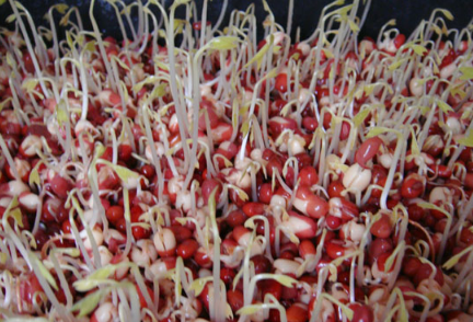 红豆芽栽培