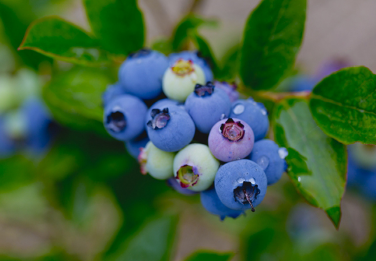 蓝莓怎样种植 蓝莓怎样种植和培养