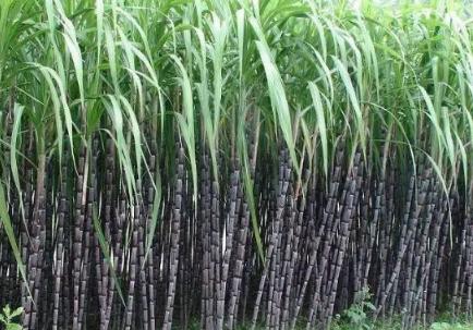 甘蔗横垄单排种植新技术