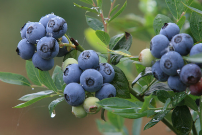 庭院蓝莓怎样种植（庭院蓝莓的种植与管理）