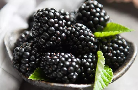 黑莓种植需要什么环境