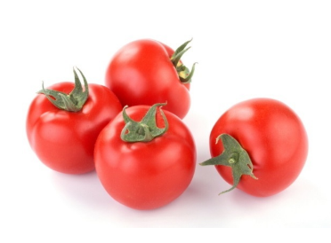 番茄侧枝扦插栽培要点 番茄怎么养殖