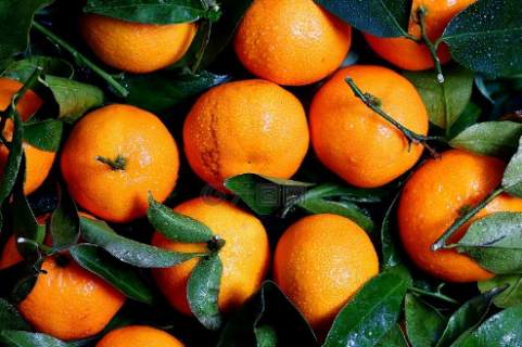 柑橘苗几月份栽最好 柑橘苗几月份栽最好呢