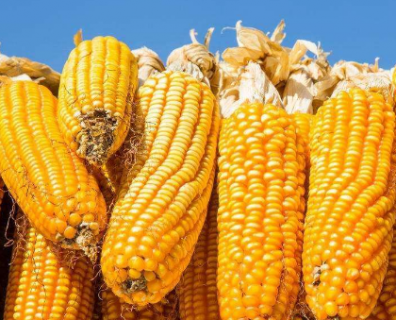 夏玉米苗期管理要点 玉米怎么养殖