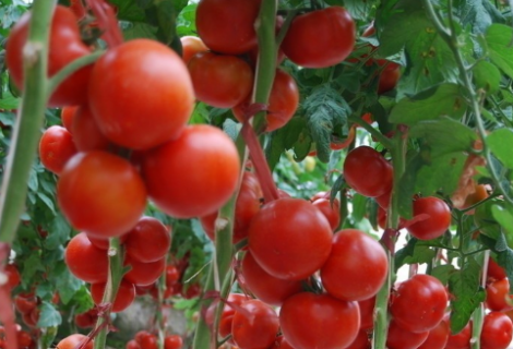 四项措施减少番茄残次果