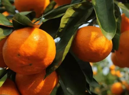 柑橘全年如何施肥（柑橘全年如何施肥呢）