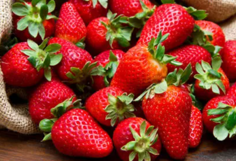 甜宝草莓苗如何管理