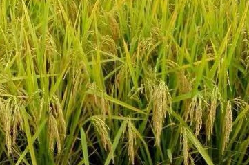 水稻为什么会有白穗 防治措施是什么