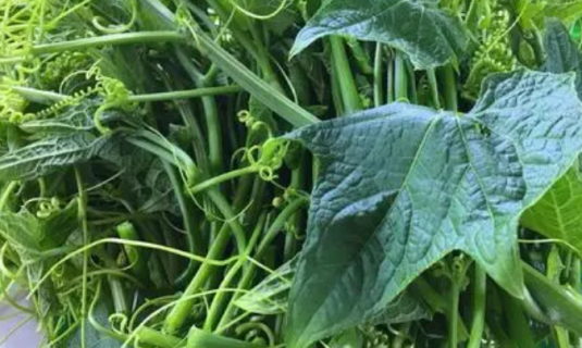 龙须菜种苗如何培育 龙须菜种苗的生长环境是什么