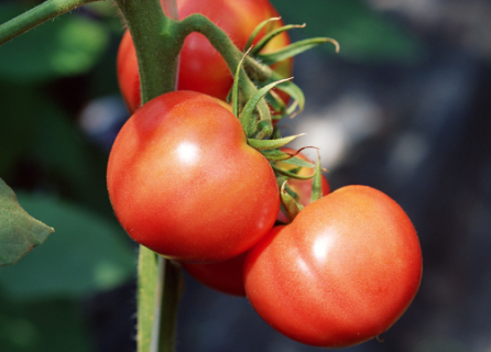 番茄不宜多次分苗的原因是什么