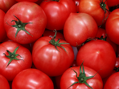 春夏茬番茄定植前后的管理 番茄应该怎么养殖