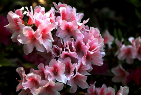 盆栽杜鹃花常见品种的日常养护（盆栽杜鹃花的养殖）