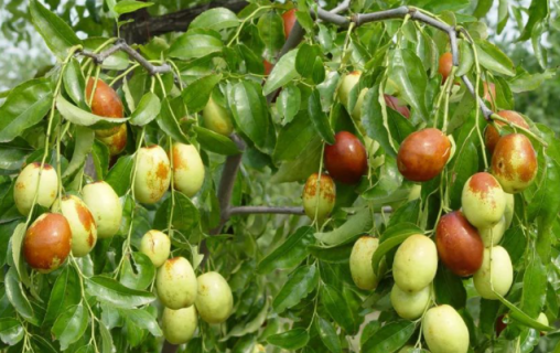 为什么说枣树是凶树（为什么说枣树是凶树?枣树种在庭院的风水禁忌你知道吗?）