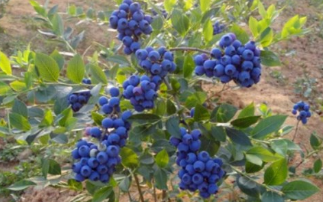 蓝莓苗如何培育 怎样培植蓝莓苗
