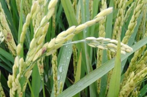 水稻再生季丰产的方法是什么 再生稻成熟时间