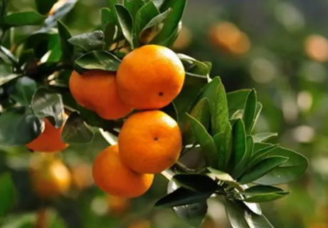 柑橘采收前如何进行水肥管理