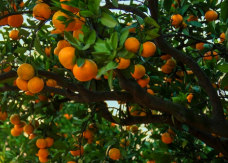 怎样能帮柑橘增加甜味