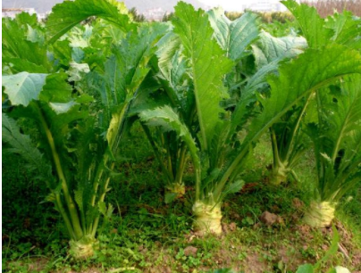 根芥菜优质高效的栽培管理技术 养殖技巧总结