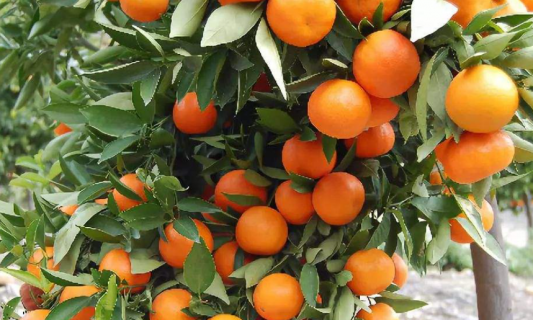 柑橘苗栽培技术 柑橘苗栽培技术与管理