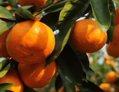 新栽柑橘幼苗怎么施肥 1一2年柑橘树用什么肥料