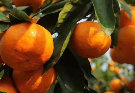 柑橘苗的嫁接方法是什么