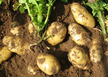 冬季如何种植马铃薯 冬季如何种植马铃薯种子