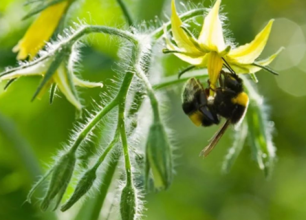 冬季使用熊蜂授粉需要注意什么 高效授粉方法是什么
