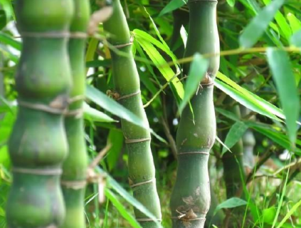 值钱的竹子有什么