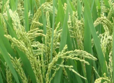水稻机械化收获减损技术总结 水稻怎么机械收割