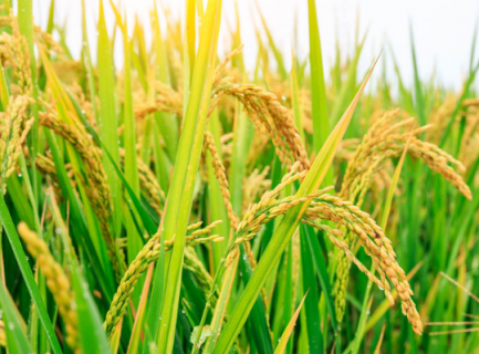 水稻超高产栽培的关键技术 水稻超高产栽培的关键技术是