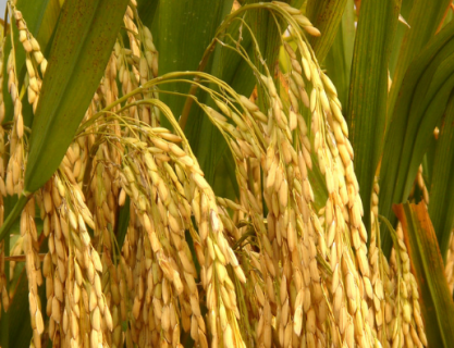 水稻种子怎么播种 水稻种子如何种