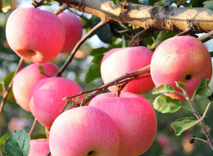 如何提升苹果产量和质量 如何提升苹果产量和质量的方法