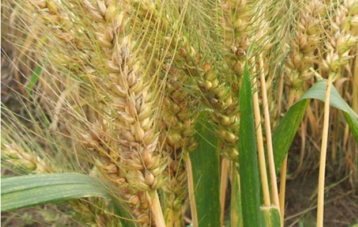 小麦干热风的危害是什么 小麦干热风选哪种药物好效果