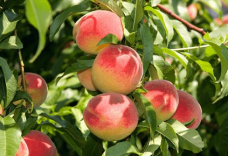 桃树9月管理重点 桃树应该怎么养殖