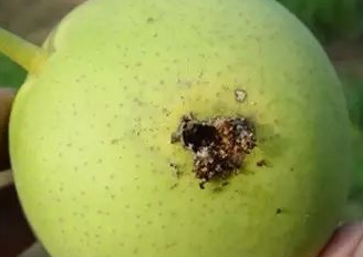 梨小食心虫的危害及发生规律 梨小食心虫的危害特点