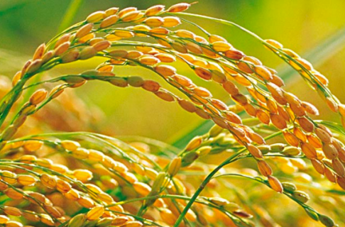 探讨直播水稻栽培中存在的问题及对策 水稻应该怎么养殖