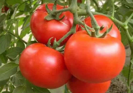 温室春番茄种植的要点（温室番茄栽培技术）