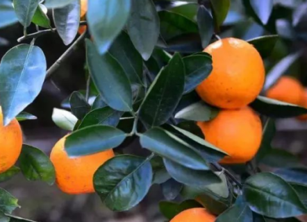 柑橘八大实用技术