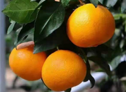 柑橘种植中如何应对极端天气（柑橘种植的气候条件）