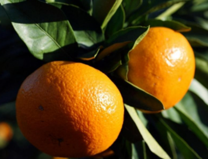 柑橘黄龙病如何阻截防控